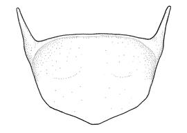   Anthidium oblongatum  male, diagram showing ventral view of the sixth sternum (S6), diagram from Gonzalez and Griswold 2013 
